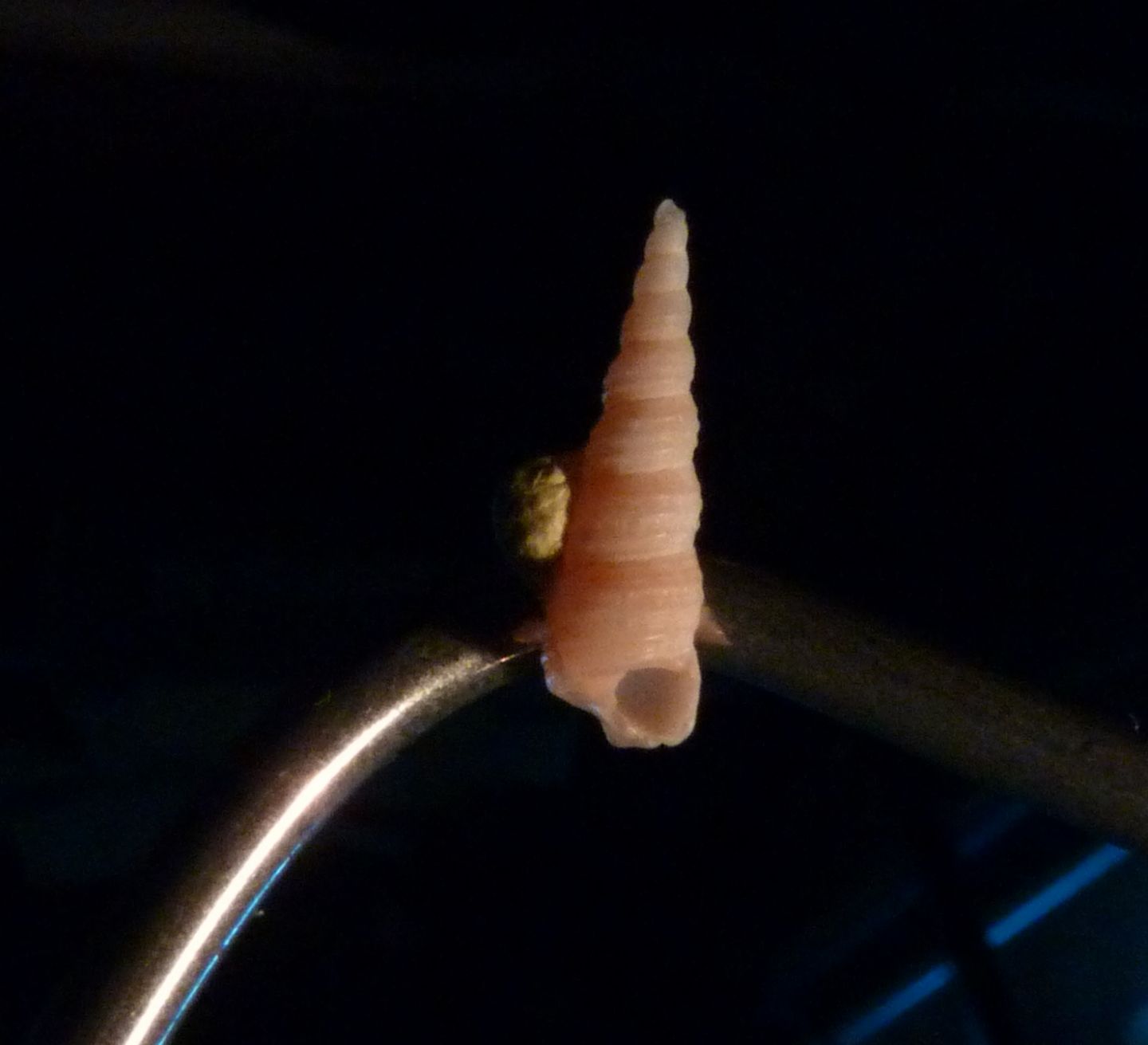 Mathildidae Mathilda quadricarenata ?